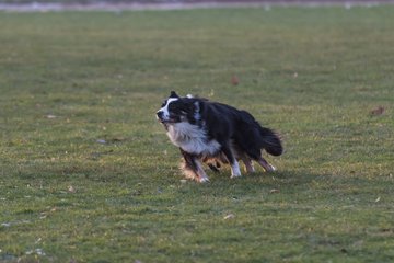 Bild 3 - Hundeshooting